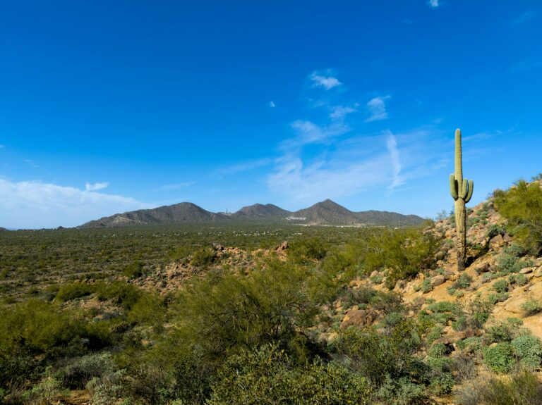 Desert landscape with saguaro cactus, rocky terrain, and distant mountains under bright blue sky near Mesa, Arizona.