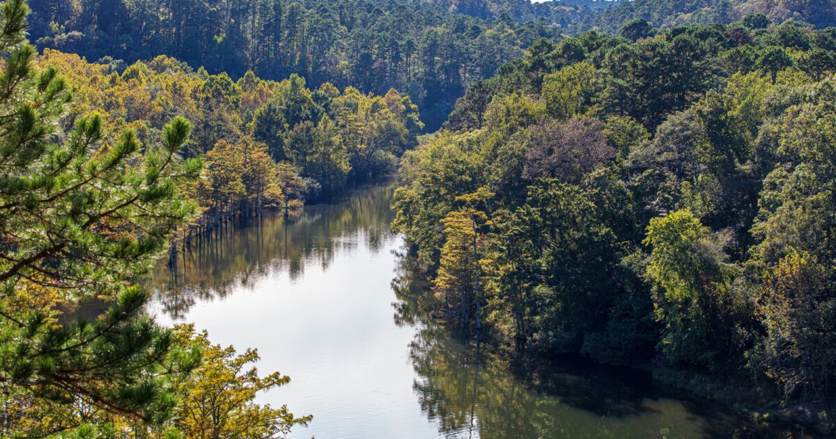 A serene river winds through a lush green forest, surrounded by a dense canopy of trees under a clear blue sky.