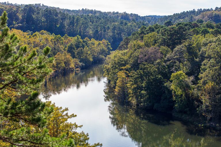 A serene river winds through a lush green forest, surrounded by a dense canopy of trees under a clear blue sky.