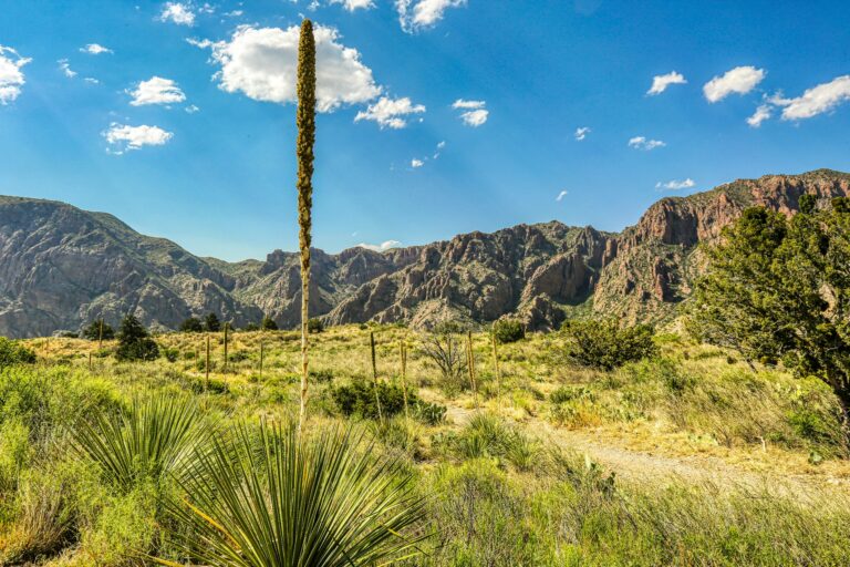 A tall stalk of a desert spoon succulent juts up to a blue sky dotted with white clouds with a rocky outcrop background.