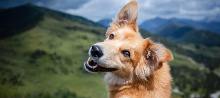 Camping with your dog can be fun! A dog looking over his shoulder in the mountains