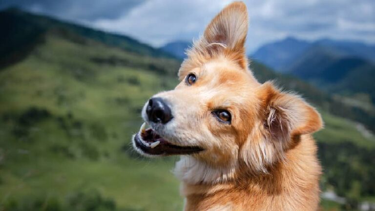 Camping with your dog can be fun! A dog looking over his shoulder in the mountains