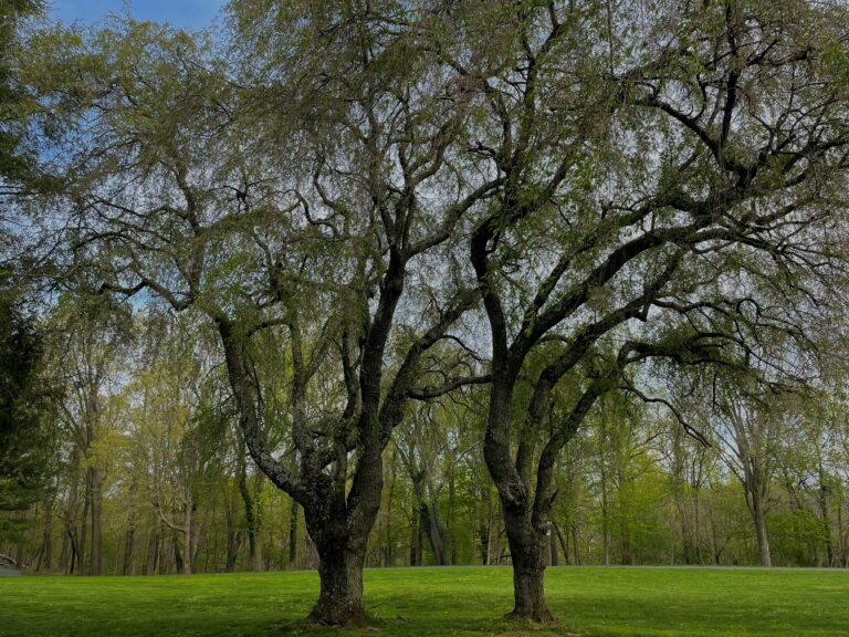 Two gnarled trees stand in a grassy clearing in the woods.