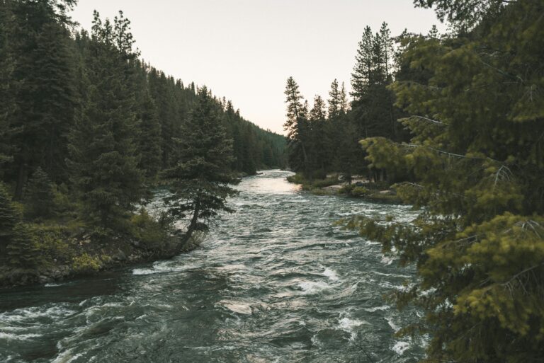 A large stream flows between rows of evergreens under an overcast sky.