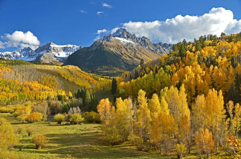 Snow-capped mountains rise behind golden aspen trees in autumn meadow.