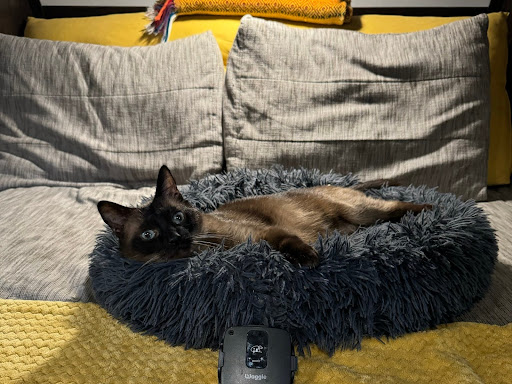 RV cat lounging next to the Waggle Pet Monitor