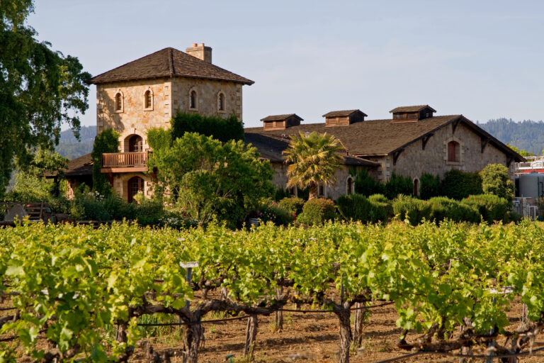 Napa Valley vineyard at sunset