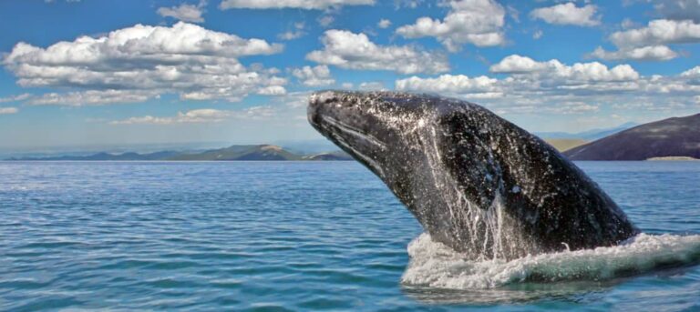 The gray whale migration along the Pacific coast happens every winter through spring