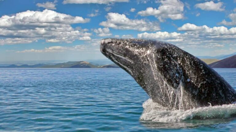 The gray whale migration along the Pacific coast happens every winter through spring
