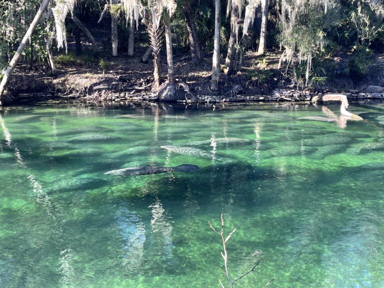 manatees floating in the springs at Blue Spring State Park in Florida