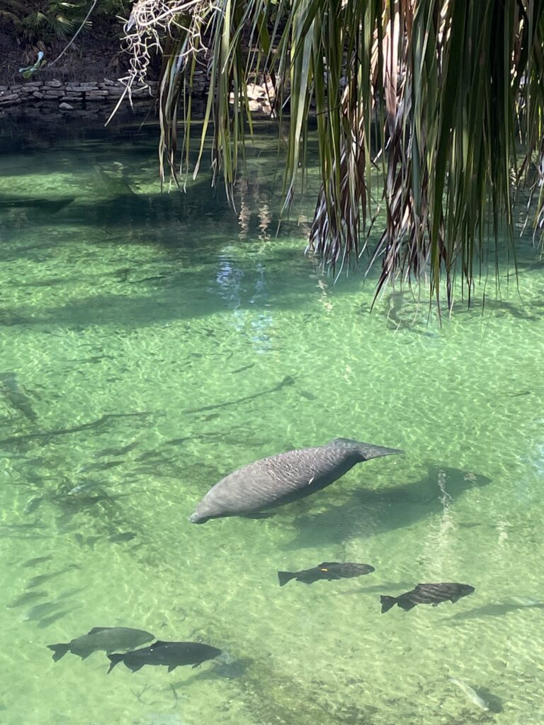 manatee floating in the springs at Blue Spring State Park in Florida