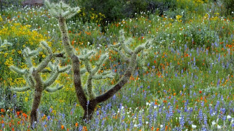 Cactus in a field Organ Pip Cactus National Monument has beautiful wildflower blooms