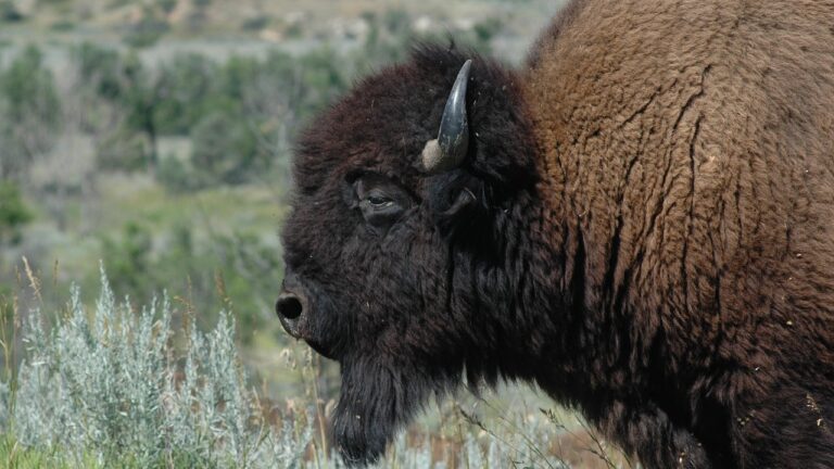 A buffalo surveys the landscape at Theodore Roosevelt National Park, a destination dupe for Yellowstone