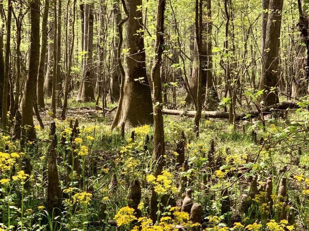 Super cool view of trees and flowers in Congaree National Park