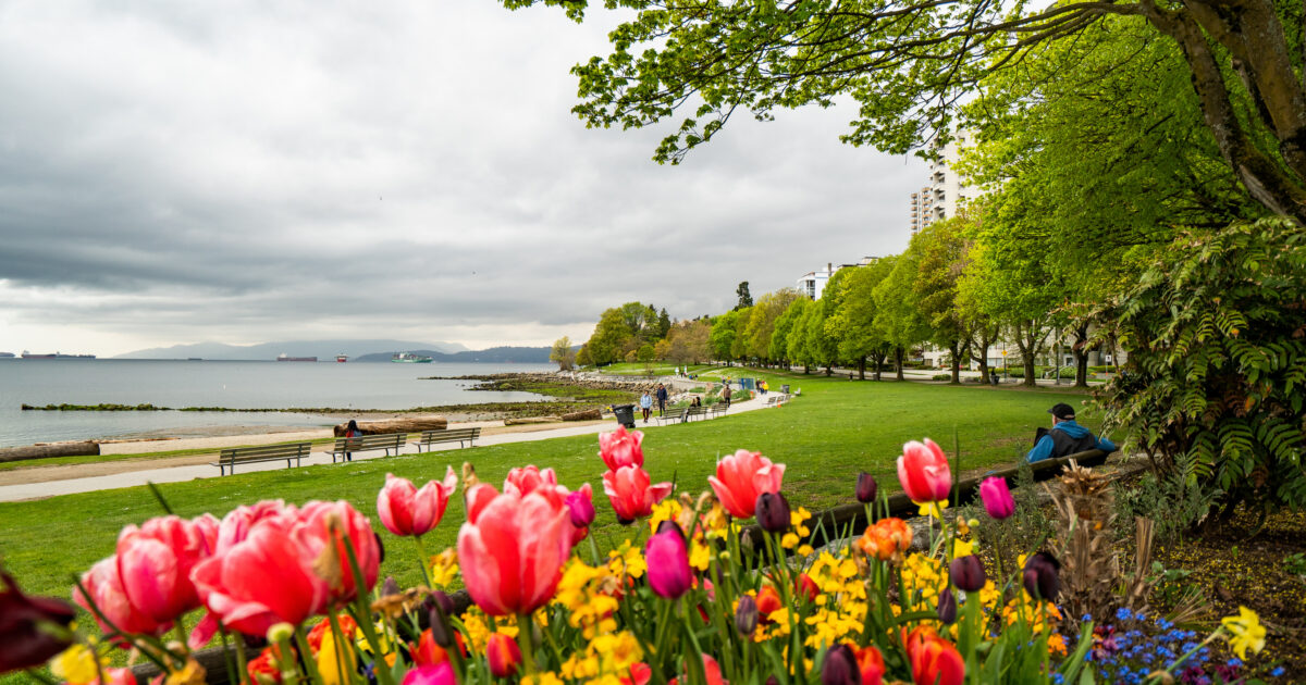 Tulips at Stanley Park along the Seawall in Vancouver, British Columbia, Canada