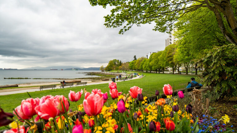 Tulips at Stanley Park along the Seawall in Vancouver, British Columbia, Canada