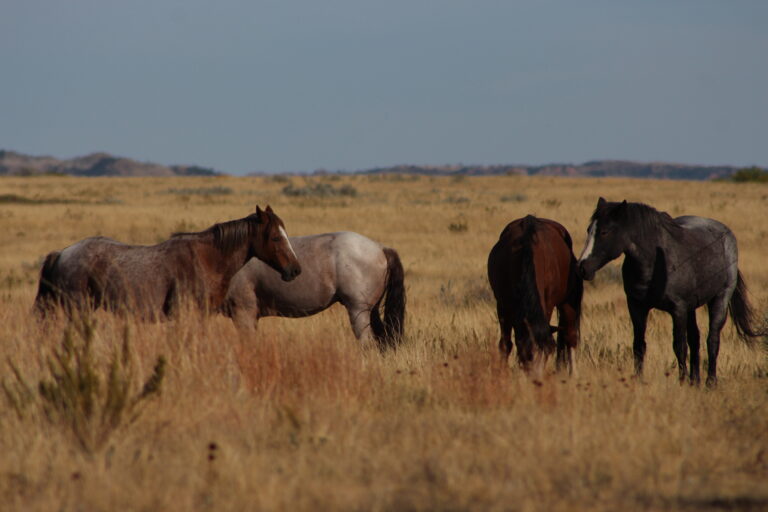 Wild horses grazzing in Theodore Roosevelt National Park
