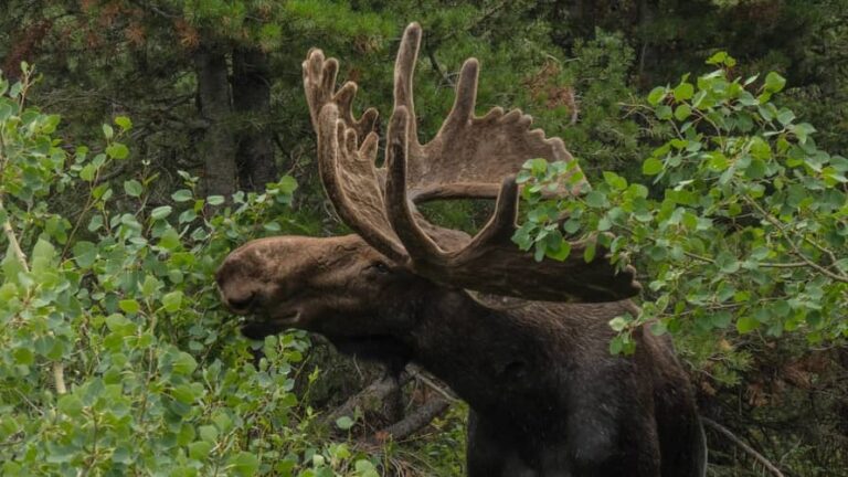 Moose eating leafy trees in a wilderness area. There are several places to see moose in the U.S.