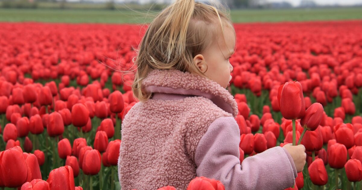 A child plays in blooming tulips like the ones that grow in Holland, Michigan, a European destination dupe in the midwest