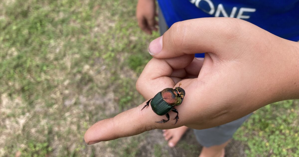 Bug on boy’s finger outside of RV