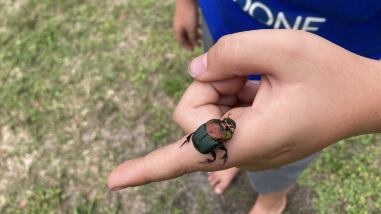 Bug on boy’s finger outside of RV