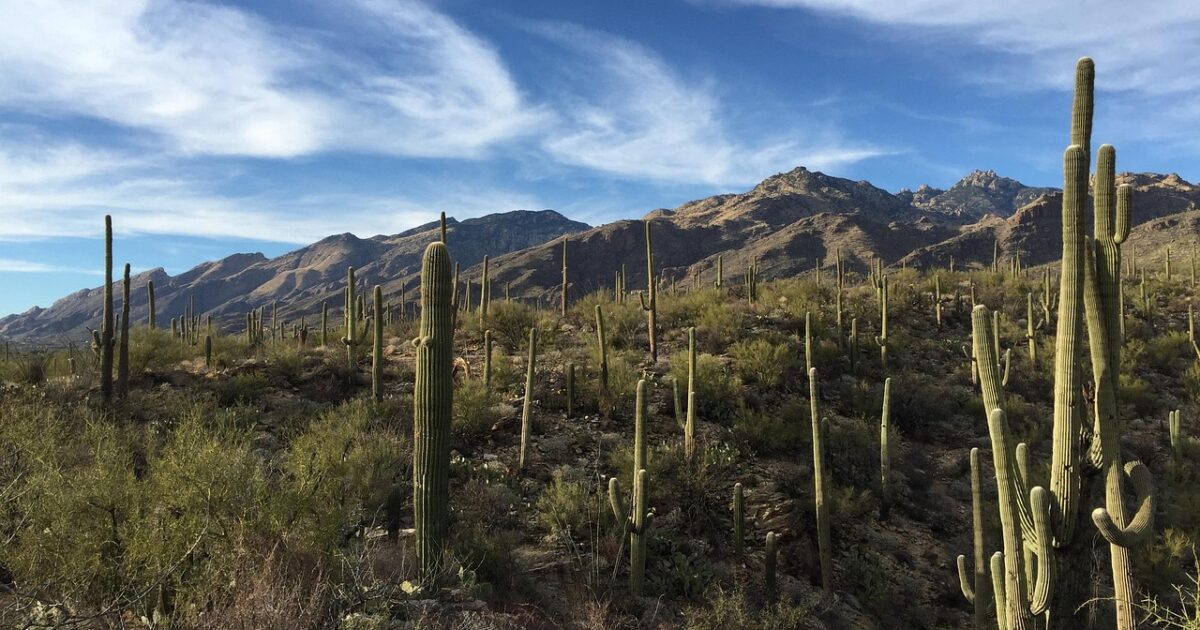 A cross-section of Saguaro National Park in southern Arizona, a great pick for a snowbird's winter travels