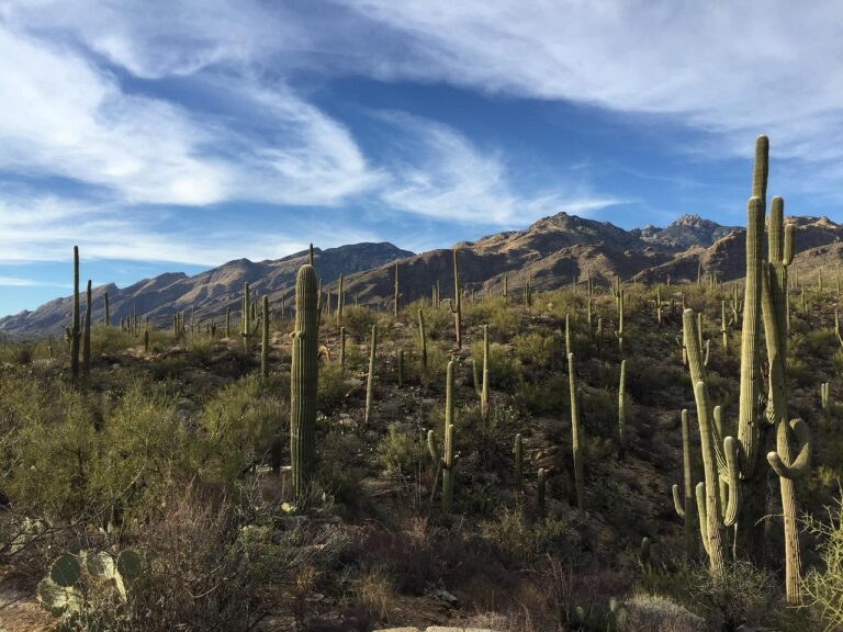 A cross-section of Saguaro National Park in southern Arizona, a great pick for a snowbird's winter travels