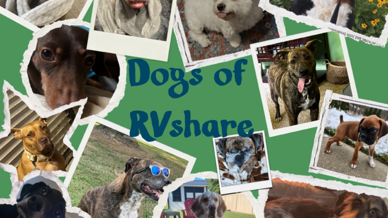 collage of many different dog breeds