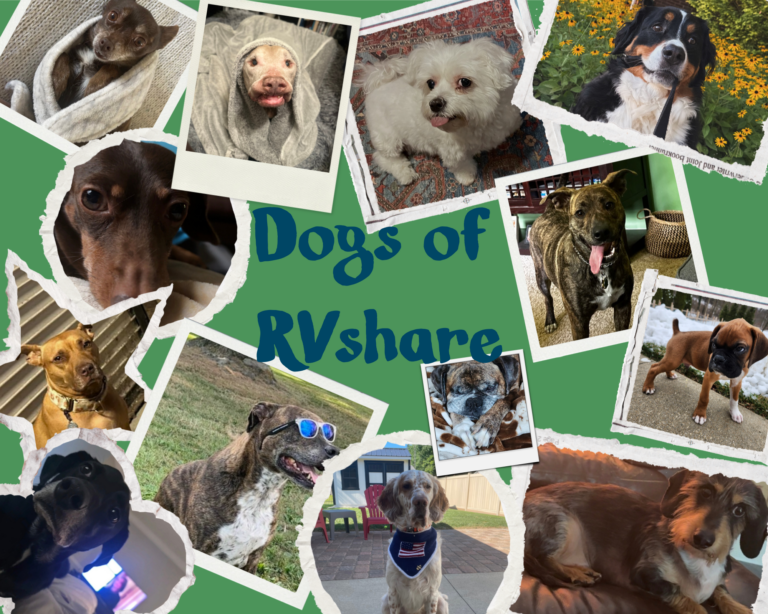 collage of many different dog breeds
