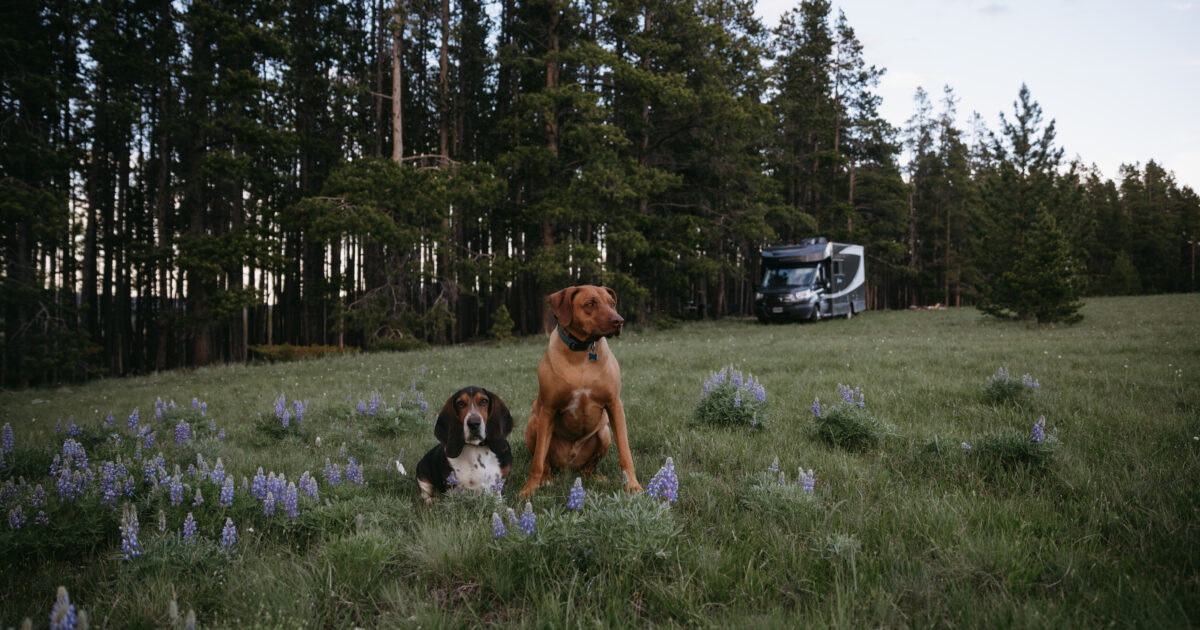 an rv parked amid spring wildflowers with two dogs in the field