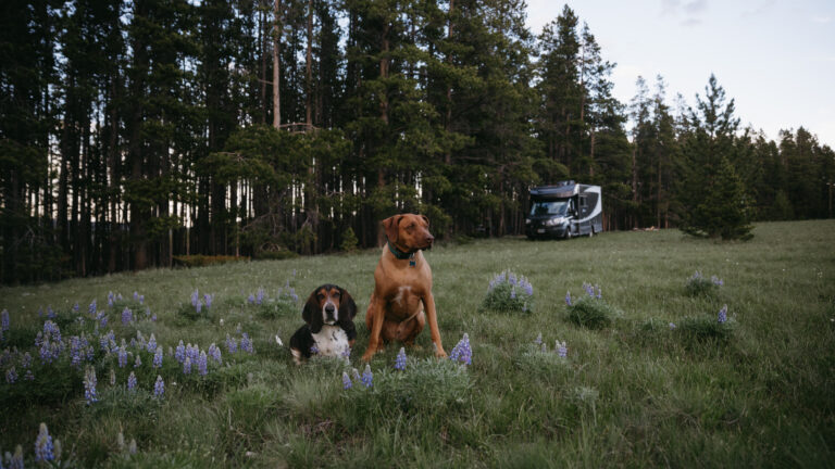 an rv parked amid spring wildflowers with two dogs in the field