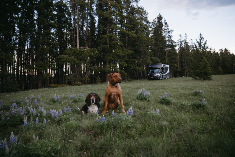 an rv parked amid spring wildflowers with two dogs in the field