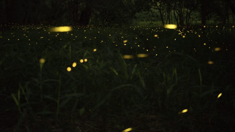 Fireflies flying over grass