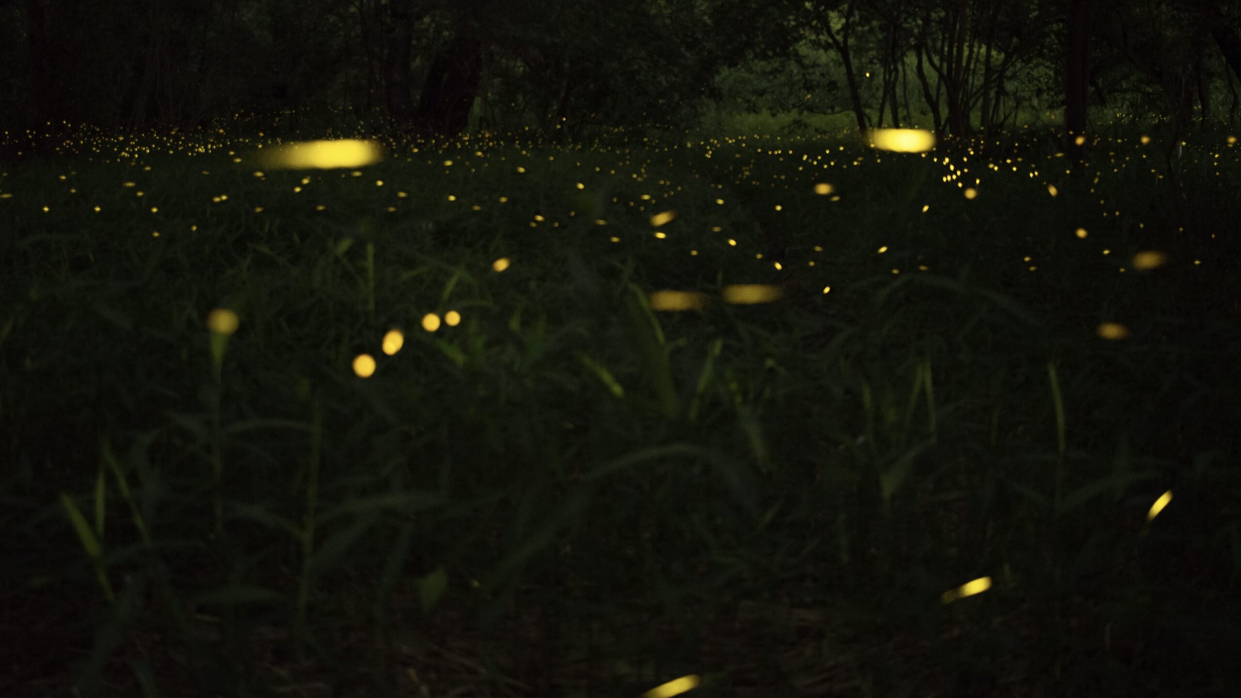Fireflies flying over grass