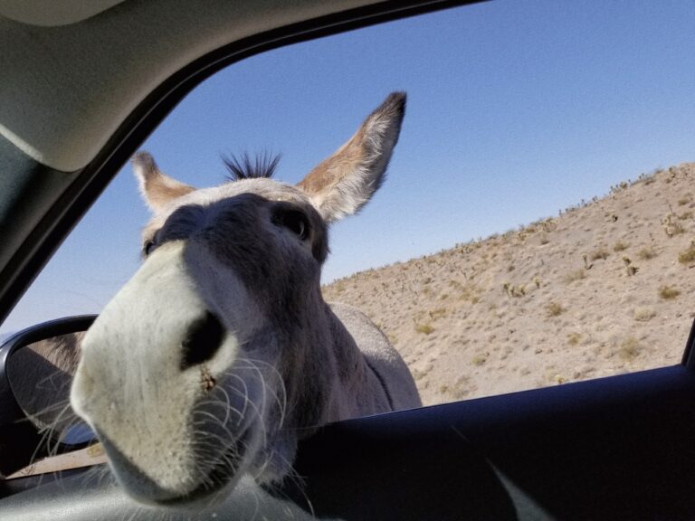 Oatman’s Wild Burros
