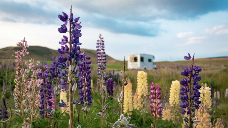 RV in a flowery field in spring